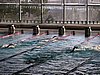 fuzfo_P1213131.JPG
