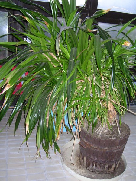 PICT0322.JPG