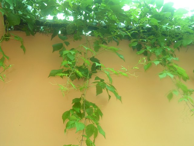 PICT0147.JPG