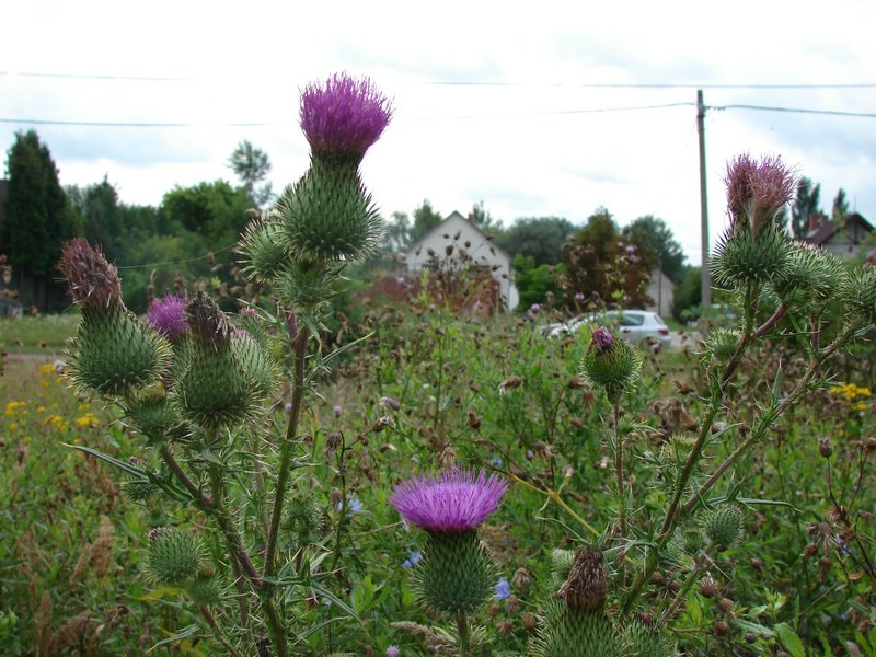DSC00963.JPG