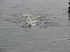 DSC00718.JPG