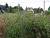 DSC00964.JPG