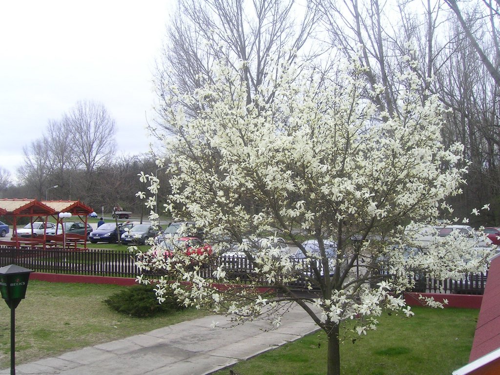 PICT0175.JPG