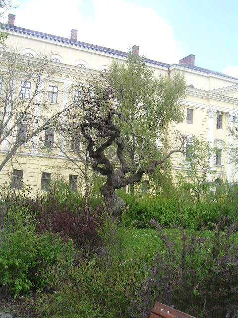 PICT0051.JPG