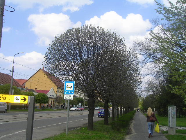 PICT0058.JPG
