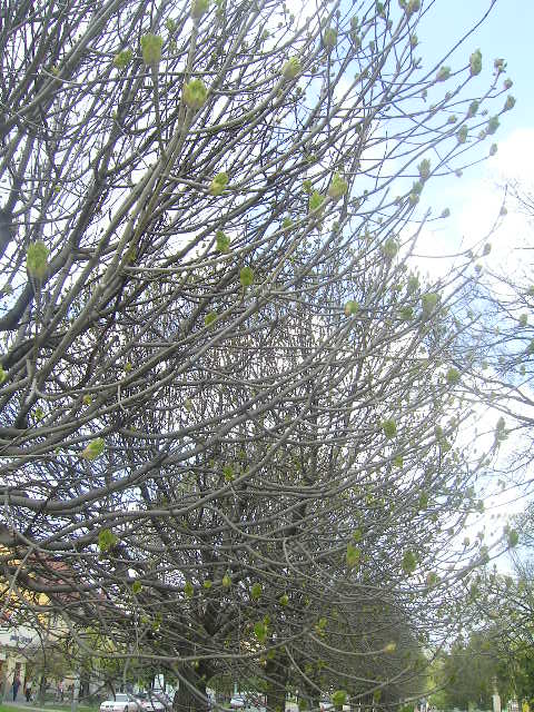 PICT0059.JPG