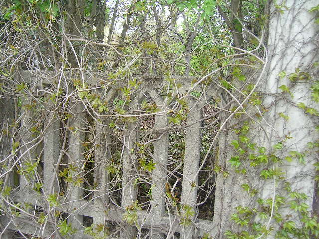 PICT0339.JPG