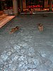 PICT1432.JPG