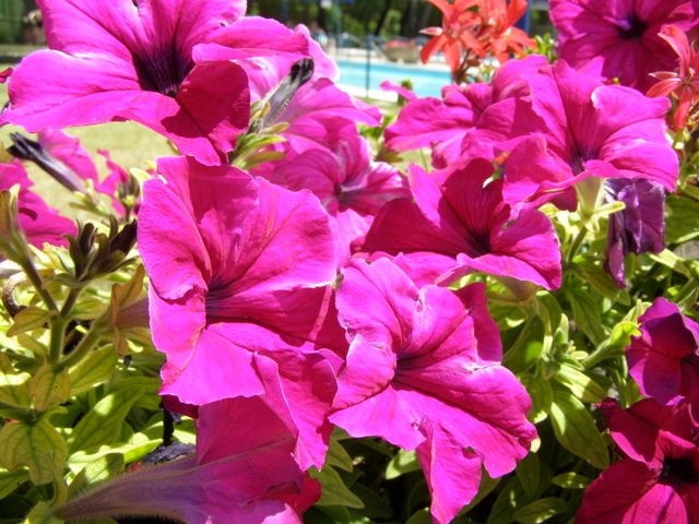 ke_P7010330.JPG