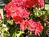 ke_P7010327.JPG