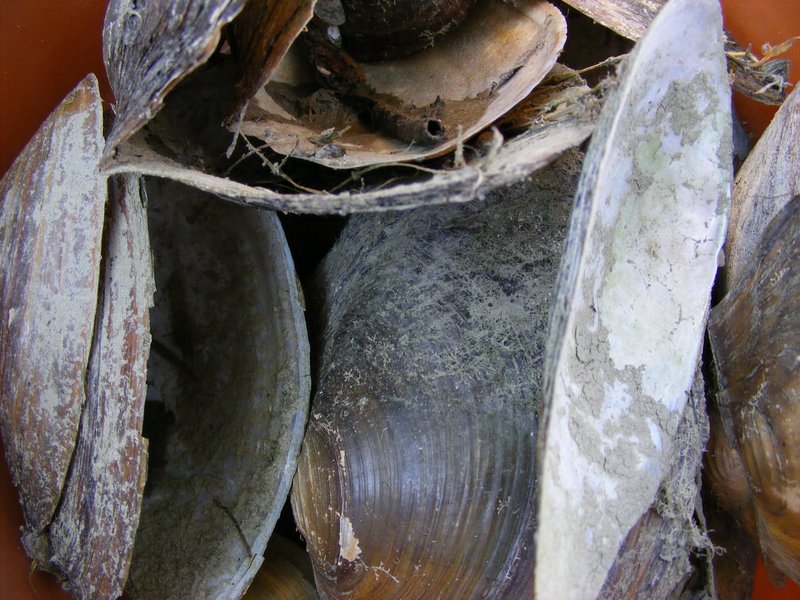 2008_0802Abdszalk0118.JPG