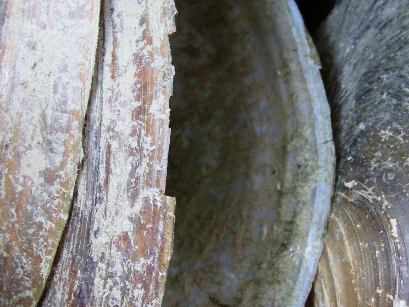 2008_0802Abdszalk0119.JPG