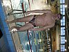 PIC_0797.JPG